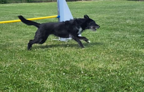 GHSV Bönnigheim Agility