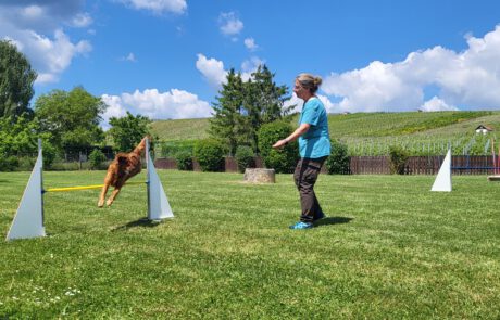 GHSV Bönnigheim Agility